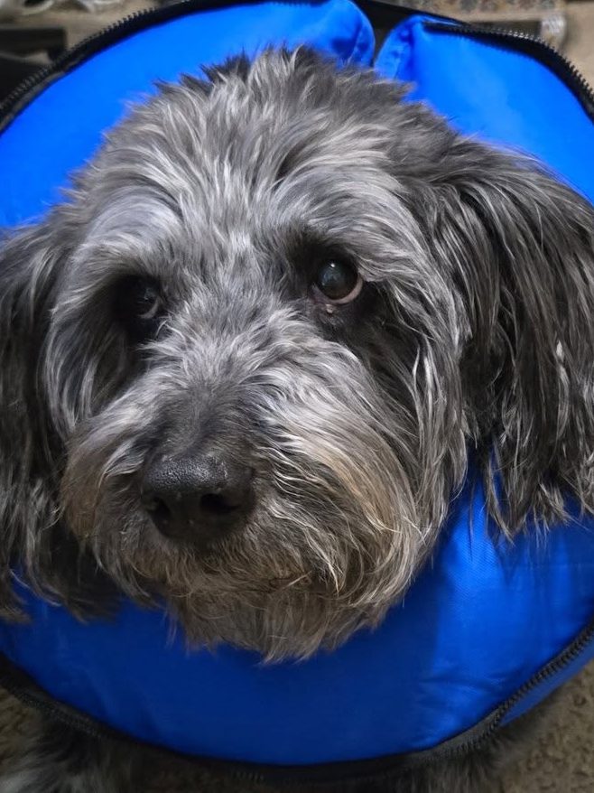 Dog in a blue "cone of shame"